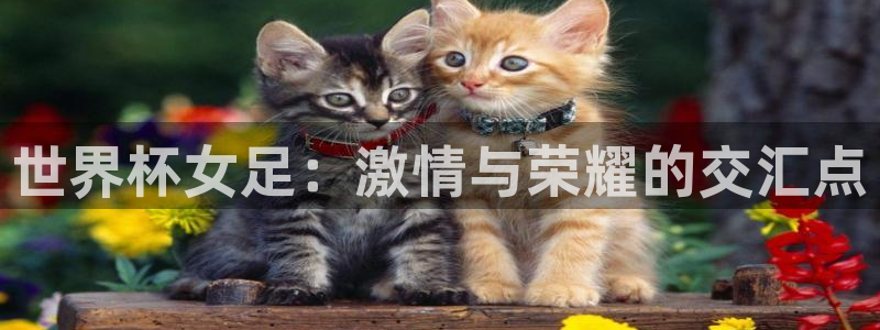 世界杯直播观看:世界杯女足:激情与荣耀的交汇点